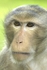 Macaque Monkeys - Thailand