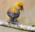 Crossbill