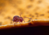 Dicyrtoma fusca