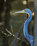 Tricolored Heron (adult) close-up, Costa Rica