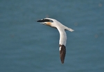 Gannet