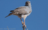 Southern pale chanting goshawk