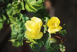 Rosa x Anthina 