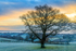 Oak Sunrise