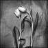 SYMPATHY 2
