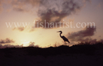 Heron Sunrise.