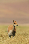 Vicuna feeding in grass, Chile