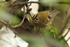 Goldcrest perched on a branch at Durlston
