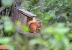 Red Squirrel