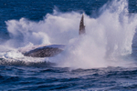 0A3A3955. Breaching Splash 2