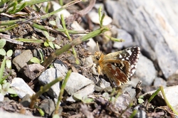 Red Underwing Skipper