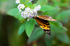 Harmonia Tiger-wing Butterfly - 4127