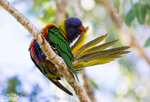 Lorikeet Preening
