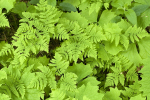 Green!