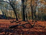 Wilsons Woods