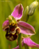 Bee Orchid (02)