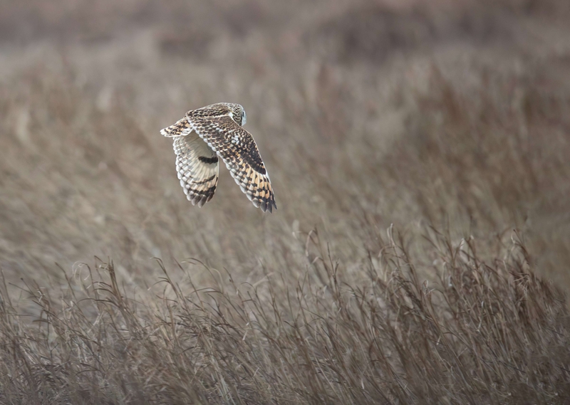 Short Eared Owl