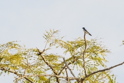 Wire tailed swallow