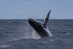 0A3A2575. Humpback Breach 9