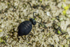 Sminthurinus niger