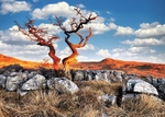 Ref 244 Ingleborough tree