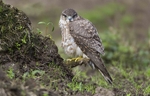 Female Merlin