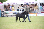 Class 23-25 - British Miniature Horse of the Year portfolio