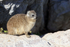 Dassie, Stony Point Nature reserve, South Africa