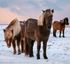 Icelandic Greeters