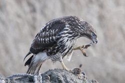 Red-tailed Hawk portfolio