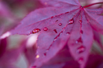 Tree - 9984