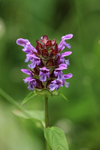 Selfheal, Warburg Nature Reserve, Chilterns, Oxfordshire