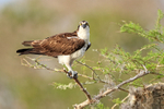 Osprey side view close approach, Blue Cypress Lake, Florida
