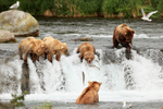 Brown Bear lunging for leaping Sockeye Salmon, Brooks Falls, Alaska