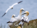 Gannets
