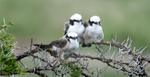 Northern White-crowned Shrike