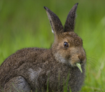 Brown Hares, Isle of Mull ref mh10