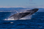 2025 Whales portfolio