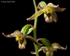 Broad-leaved Helleborine