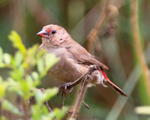 Red-billed Firefinch portfolio
