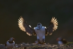 Atlantic Puffin