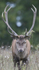 _H5X8650 Red Deer "Rut" 2015