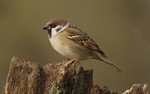 THE TREE SPARROW portfolio