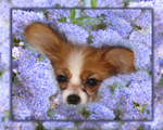 PP25 Blue Blossom Puppy  (10 x 8)