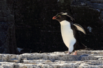 Rockhopper Penguin back lit view, Bleaker Island, Falklands