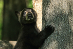 Black Bear cub in shadows, Minnesota, USA