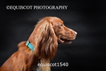 equiscot1540