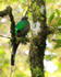 Resplendent Quetzal (female) at Curi-Cancha, Costa Rica