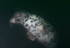 Grey Seal - Halichoerus grypus