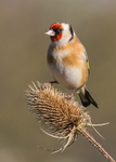 Goldfinch 2